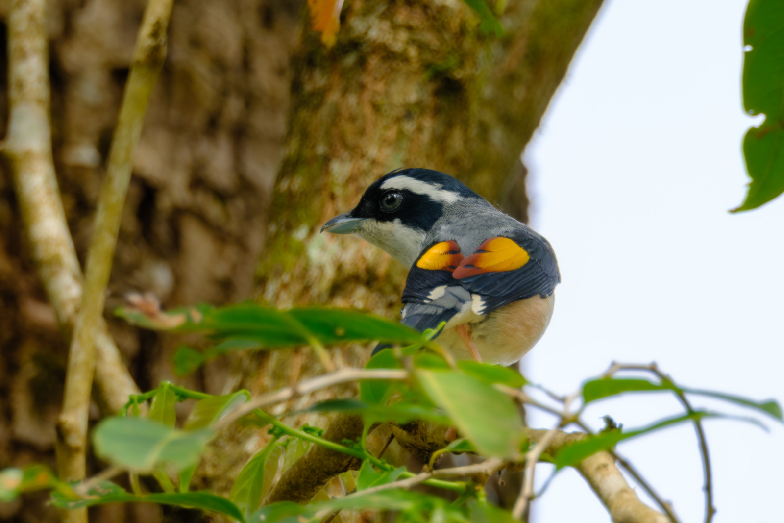 image White-browed Shrike-Babbler